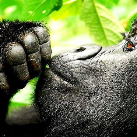 Sanctuary Gorilla Forest Camp Hotel Ntungamo  ภายนอก รูปภาพ