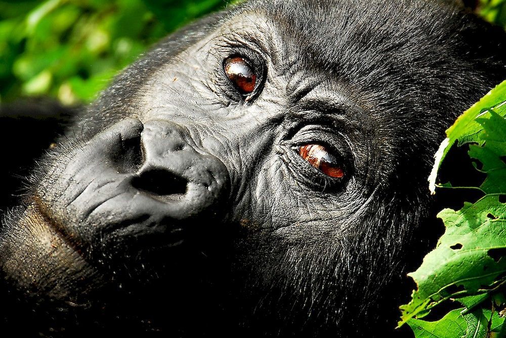 Sanctuary Gorilla Forest Camp Hotel Ntungamo  ภายนอก รูปภาพ