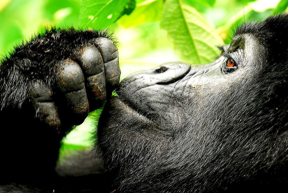 Sanctuary Gorilla Forest Camp Hotel Ntungamo  ภายนอก รูปภาพ