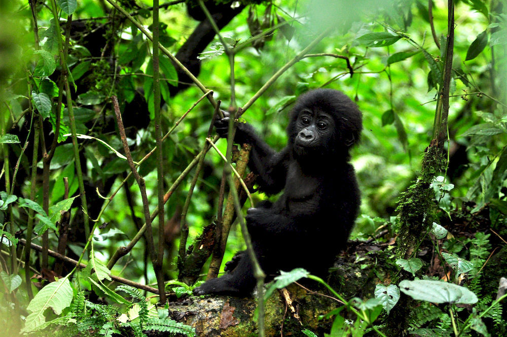 Sanctuary Gorilla Forest Camp Hotel Ntungamo  ภายนอก รูปภาพ