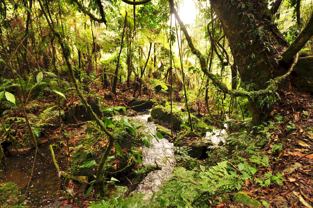 Sanctuary Gorilla Forest Camp Hotel Ntungamo  ภายนอก รูปภาพ